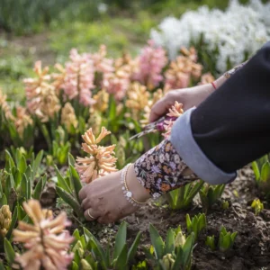 Buono regalo autoraccolta