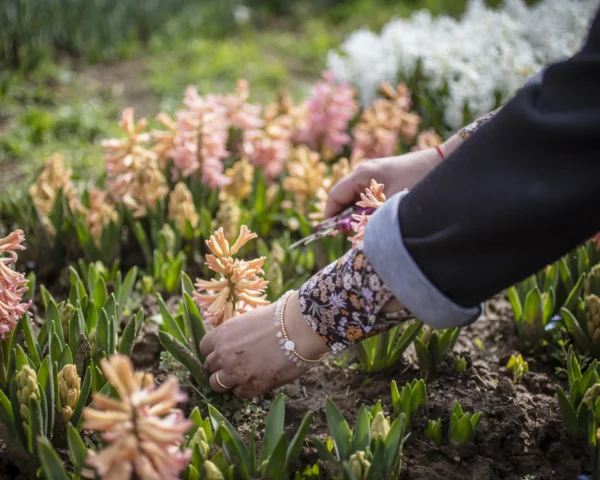 Kado-flower-farm-design-fiori-piacenza-autoraccolta-3