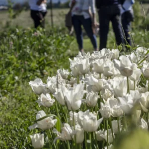 Kado-flower-farm-design-fiori-piacenza-autoraccolta-5
