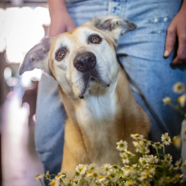immagine di Ada, il cane receptionist di Kado